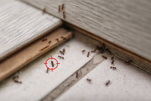 Best Bed Bug Extermination  in Magnolia Springs, AL
