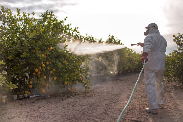 Best Affordable Pest Control Services  in Magnolia Springs, AL