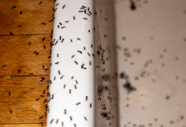 Best Best Pest Control Companies  in Magnolia Springs, AL