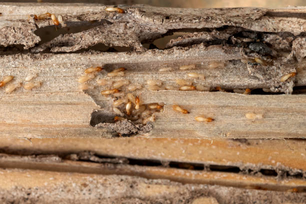 Best Pest Prevention Services  in Magnolia Springs, AL